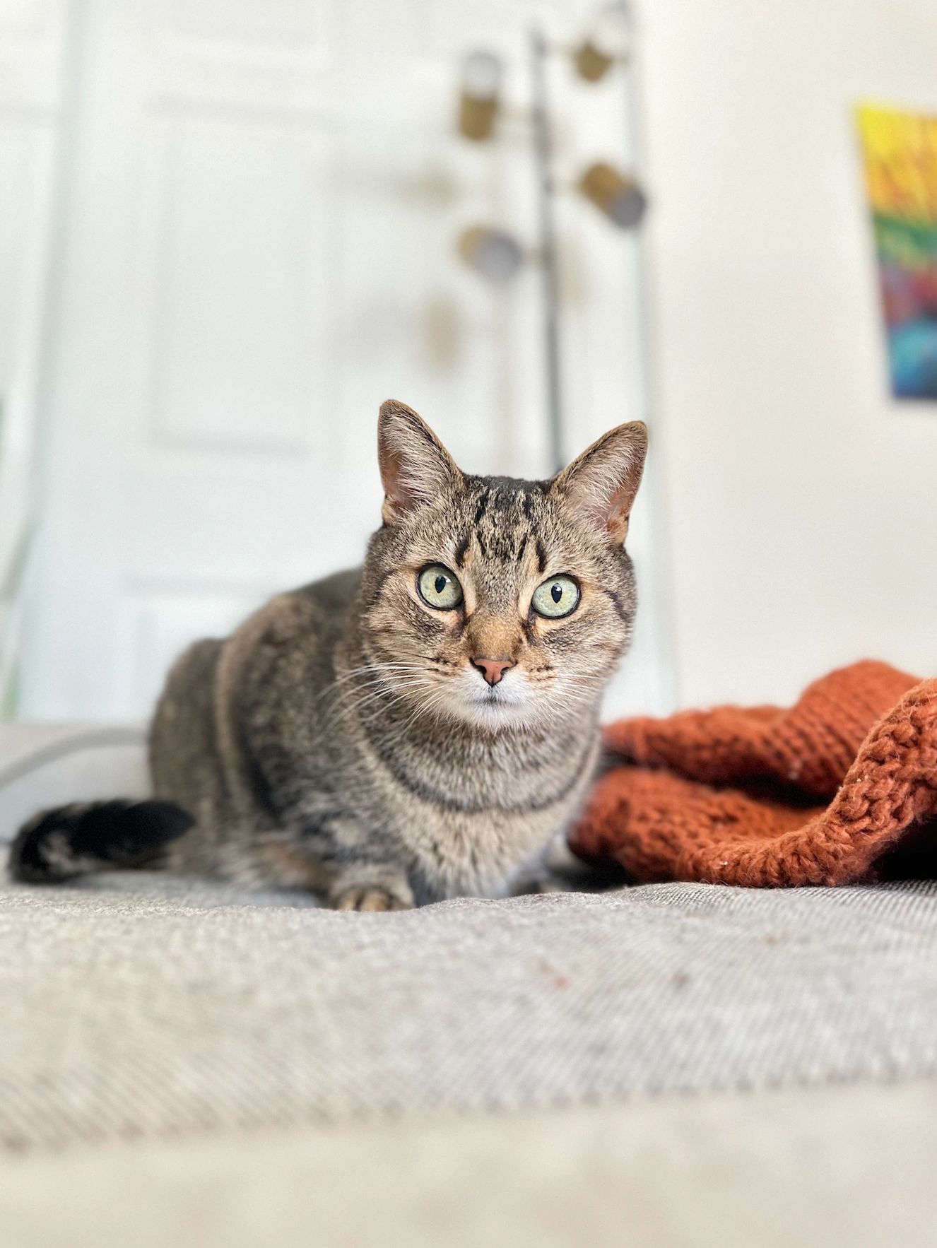 Insured & Bonded Pet Sitter The Pawfect Company